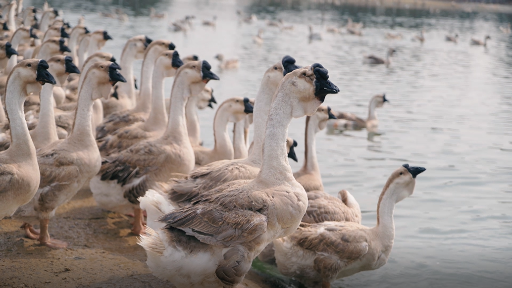 圖片關(guān)鍵詞